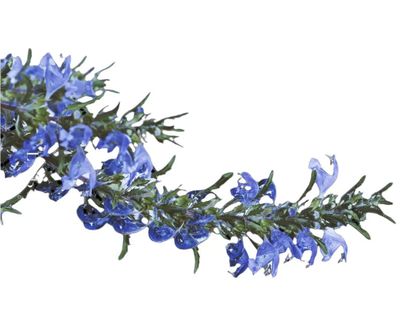 Northern Dragonhead (Dracocephalum ruyschiana) Stem Cell Extract, a skincare ingredient used in LABRAINS products