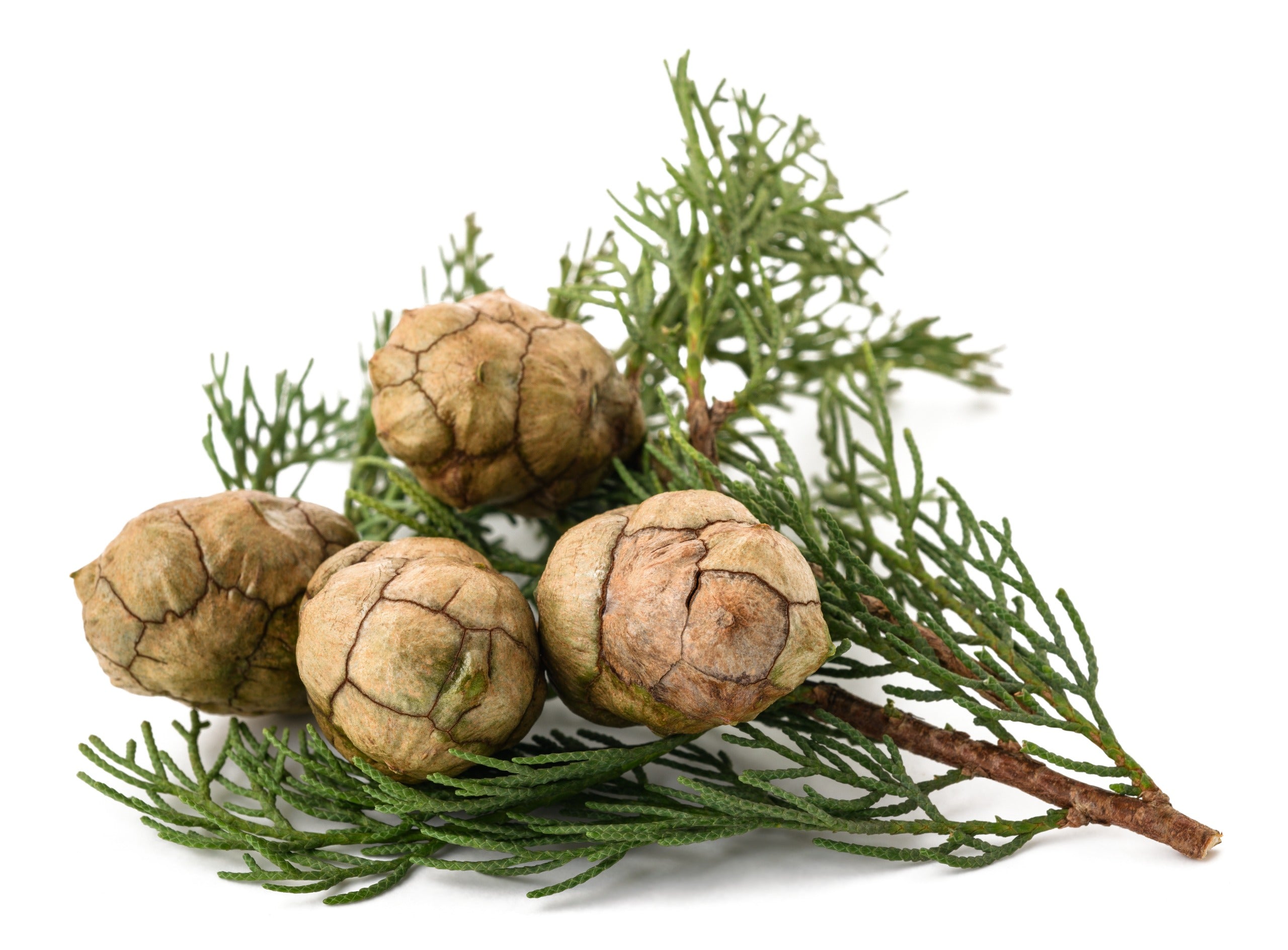 Hinokitiol, a skincare ingredient used in LABRAINS products