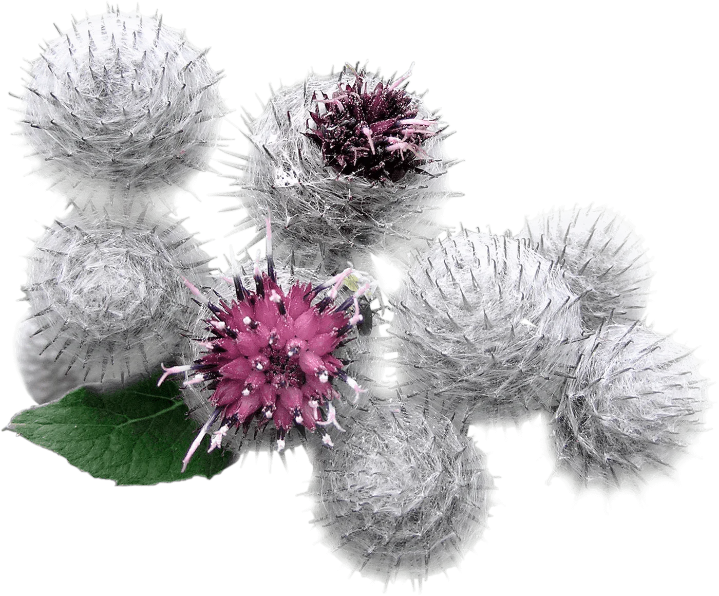 Burdock Extract, a skincare ingredient used in LABRAINS products