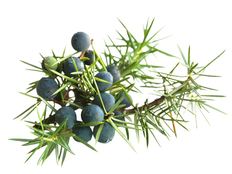 Juniper Extract, a skincare ingredient used in LABRAINS products