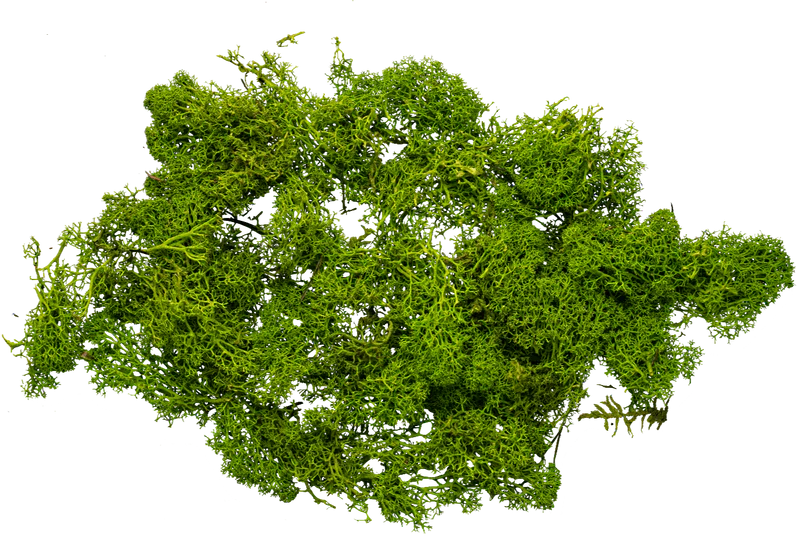 Moss Stem Cell Extract, a skincare ingredient used in LABRAINS products