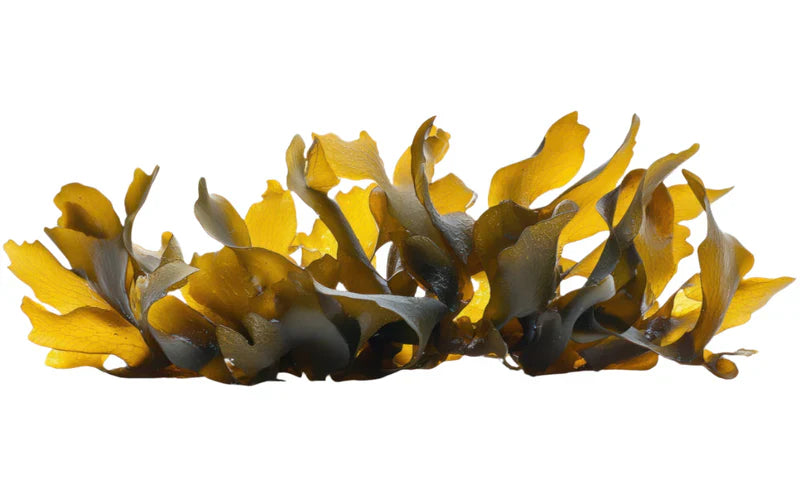 Laminaria Ochroleuca extract, a skincare ingredient used in LABRAINS products