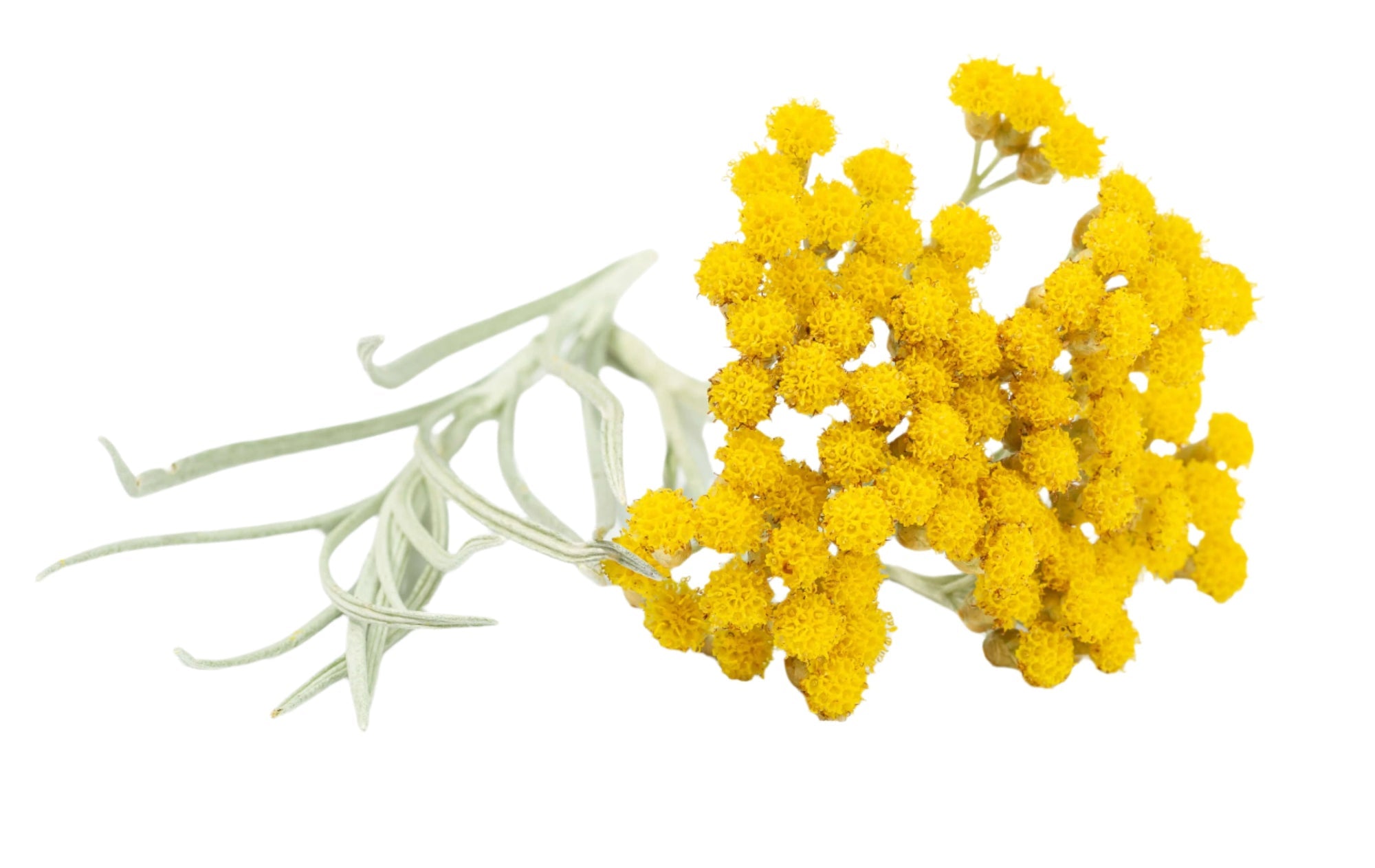 Sedum Flower Extract, a skincare ingredient used in LABRAINS products