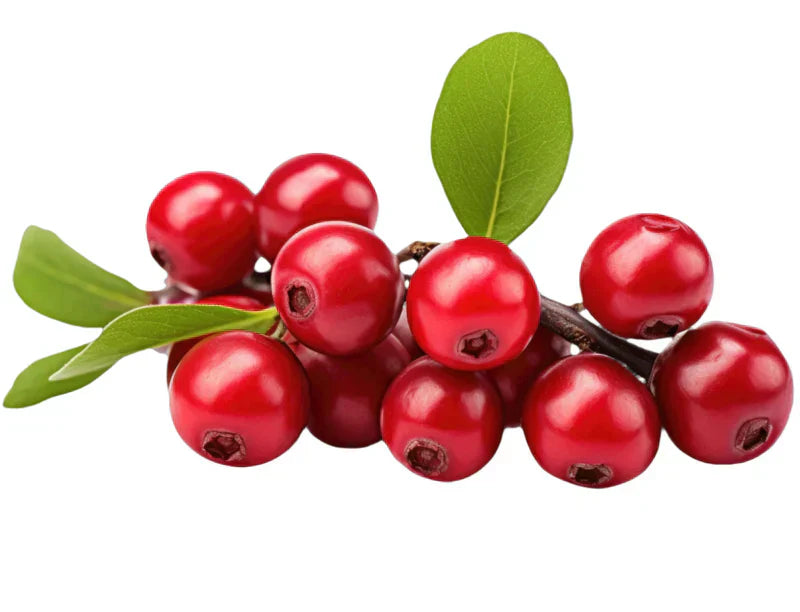 Cranberry Seed Oil, a skincare ingredient used in LABRAINS products
