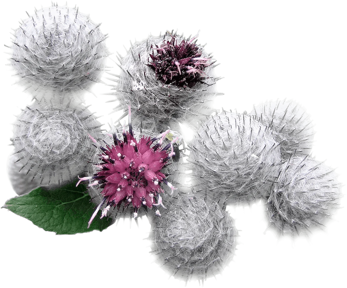 Burdock Extract, a skincare ingredient used in LABRAINS products