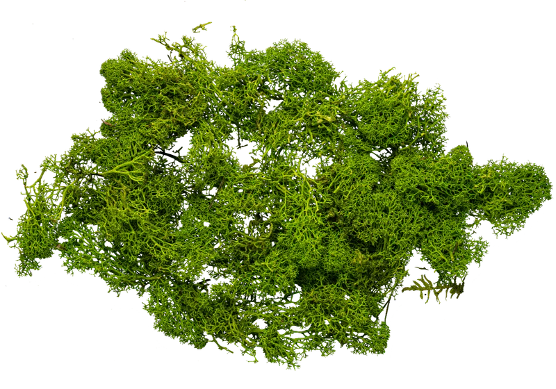 Moss Stem Cell Extract, a skincare ingredient used in LABRAINS products